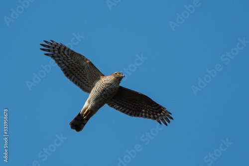 Female of Sparrowhawk in the fly. Her Latin name is Accipiter nisus.