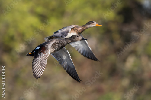 Pair of Gadwall in fly. Their Latin name are Mareca strepera. © Maciej Olszewski