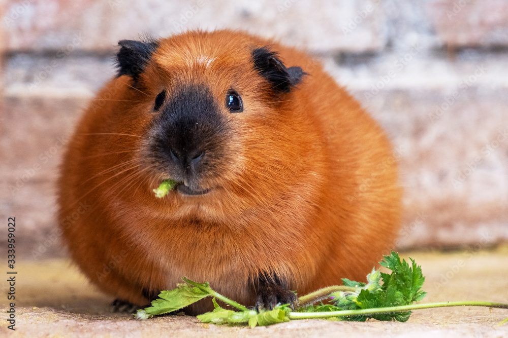 Fototapeta premium Meerschweinchen