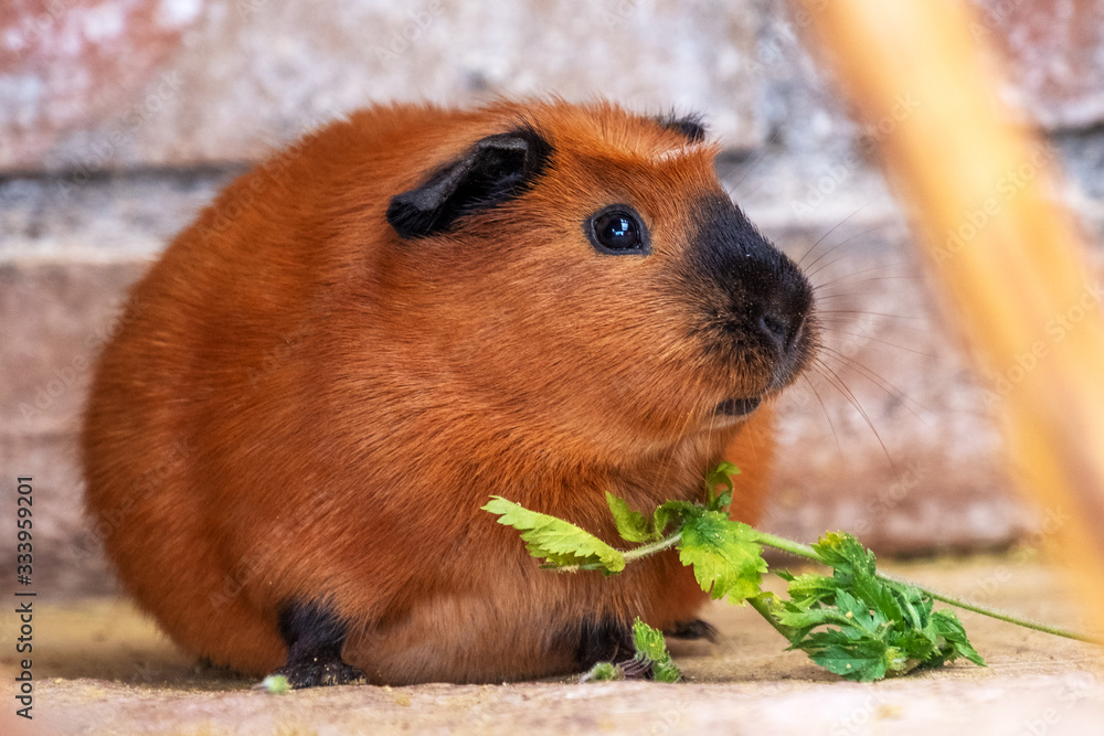 Meerschweinchen