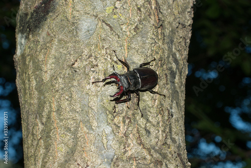 scarabeo rinoceronte su un albero