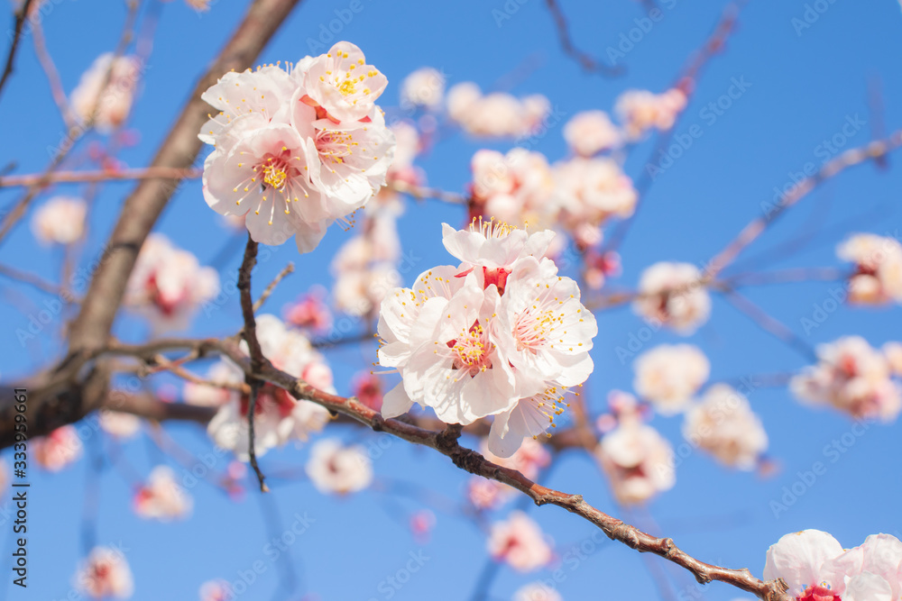 Blooming apricot flowers in springtime. Blooming apricot flowers in springtime.