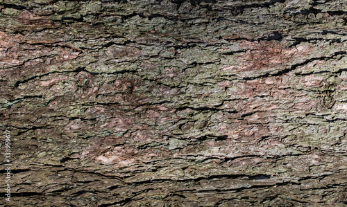 bark of a tree texture background 
