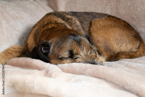 Border terrier dog curled up asleep on a fluffy cream blanket © Tom