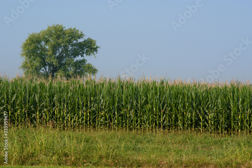 coltivazione di mais in campagna photo