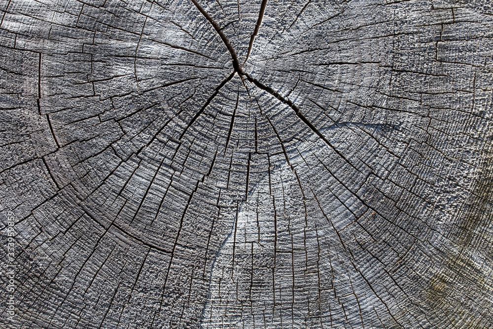 Fototapeta premium Struktura drewna starego pnia drzewa cięte - tło powierzchni drewnianych