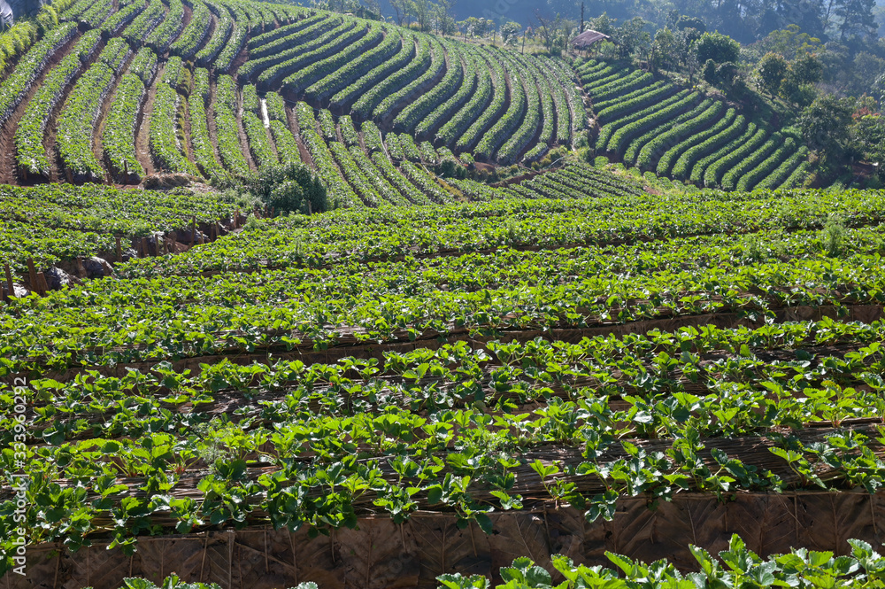 Strawberry field in the mountain on a sunny day farm, Chiang Mai,Thailand