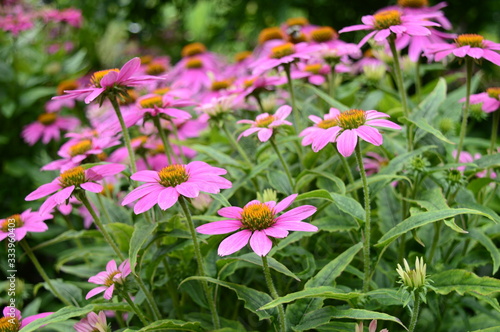 Closeup Echinacea  Pow Wow Wild Berry  known as coneflower with blurred background in summer garden