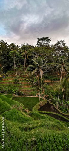 Reisfelder auf Reisterrassen in Bali Tegalalang photo