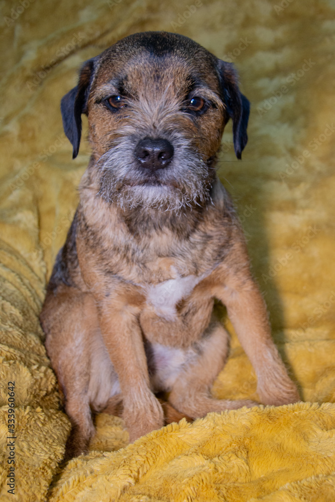 Border terrier sat on a fluffy blanket looking towards the camera Border terrier sat on a fluffy blanket looking towards the camera
