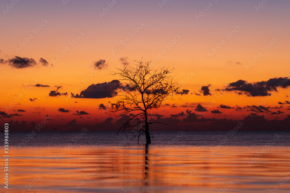 Silhouette of lonely mangrove tree in lake with twilight light in morning at Pakpra, Phatthalung, Thailand Silhouette of lonely mangrove tree in lake with twilight light in morning at Pakpra, Phatthalung, Thailand