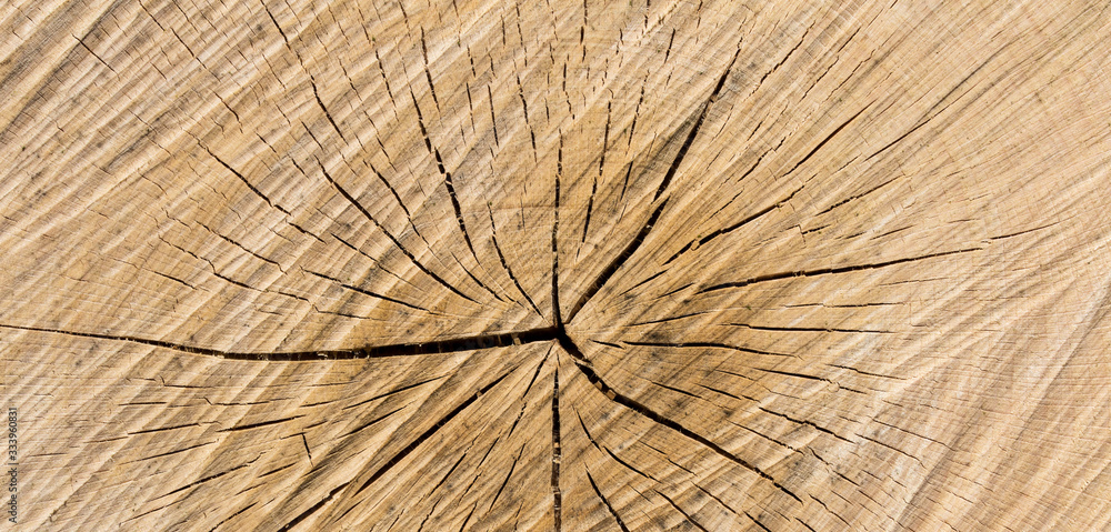 Fototapeta premium Wood texture of cut tree trunk - wooden surface background