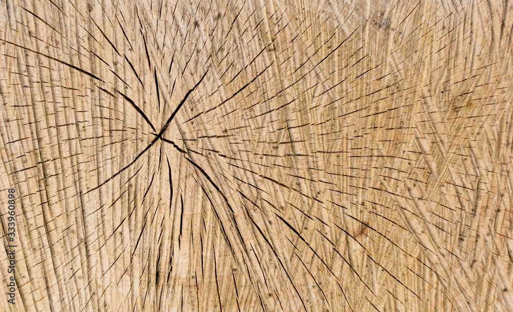 Fototapeta premium Wood texture of cut tree trunk - wooden surface background