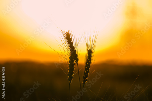 Wheat field. Ears of golden wheat close up. Beautiful Nature Sunset Landscape. Rural Scenery under Shining Sunlight. Background of ripening ears of meadow wheat field. Rich harvest Concept..