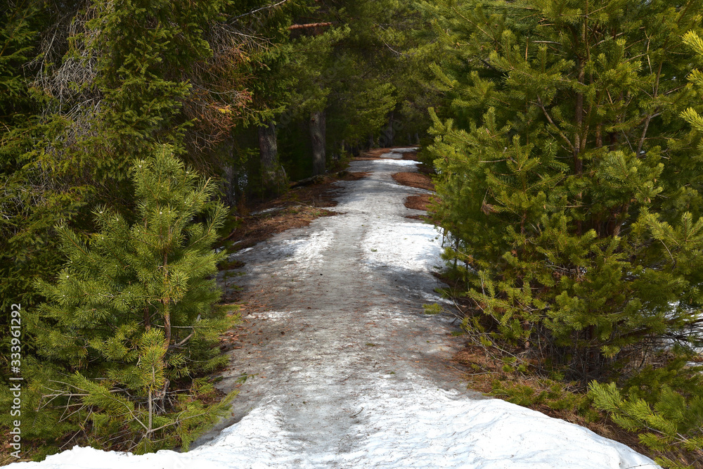 Pine trees on the edge of a forest lake in sunny winter weather, under a barren sky with clouds. Pine trees on the edge of a forest lake in sunny winter weather, under a barren sky with clouds.