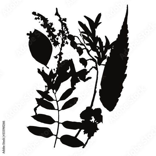 Silhouettes of herbs and flowers. Herbarium. Vector illustration.