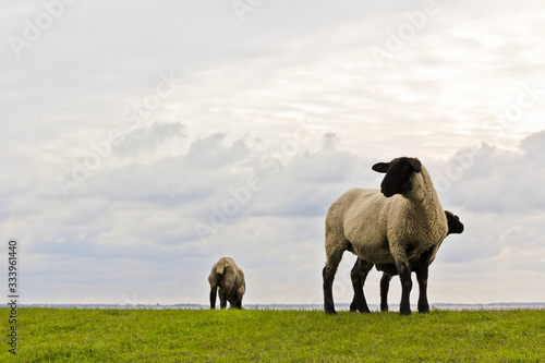 Sheep before the sunset and cloudy sky. photo