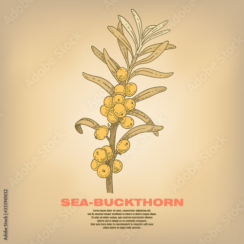 Illustration of medical herbs Sea-buckthorn.