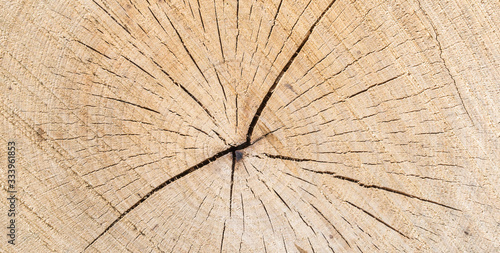 Wood texture of cut tree trunk - wooden surface background