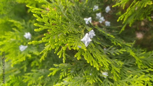 green leaves of a tree with white flowers. Awosome captured photo in spring seson. Well defined taxonomy of branches or leaves. photo