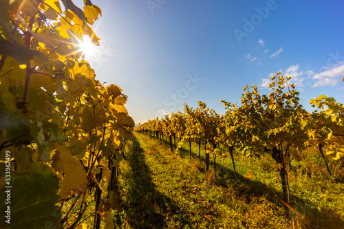 Fototapeta Naklejka Na Ścianę i Meble -  autumn vineyard near Langenlois, Lower Austria, Austria
