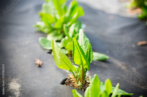 green fresh sorrel grows in agrofiber outdoors