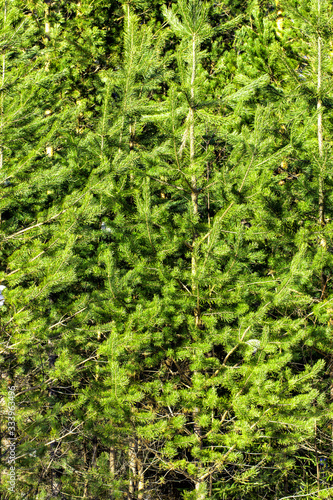 Fresh green spruce branches in forest