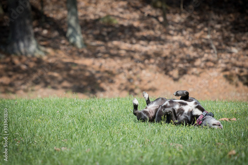 A cute, black and white dog rolling happily in the grass.