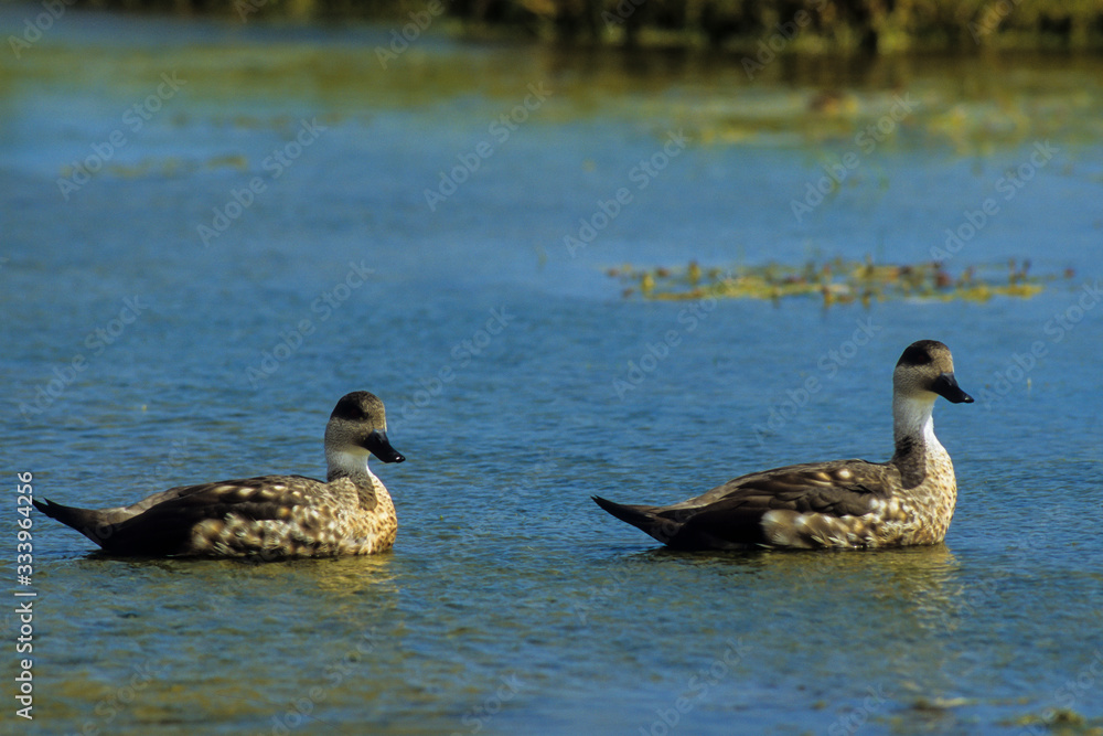 Canard huppé,.Lophonetta specularioides, Crested Duck Canard huppé,.Lophonetta specularioides, Crested Duck