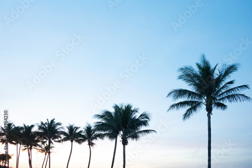 Palm Trees at Sunrise in Jupiter Florida in the Winter