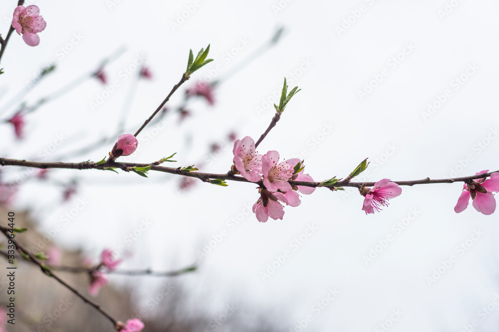 Wild cherry or cherry blossoms in the spring season. Branches on a tree against the sky. Pink flowers Wild cherry or cherry blossoms in the spring season. Branches on a tree against the sky. Pink flowers