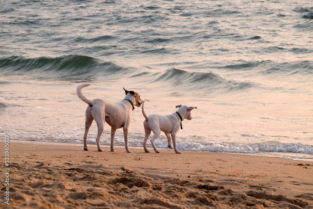Dogs are played at Candolim Beach, North Goa, India Dogs are played at Candolim Beach, North Goa, India
