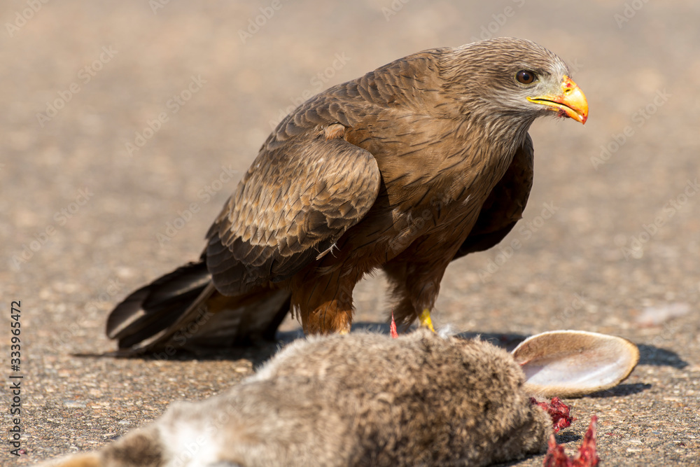 Fototapeta premium Milan noir, .Milvus migrans, Black Kite