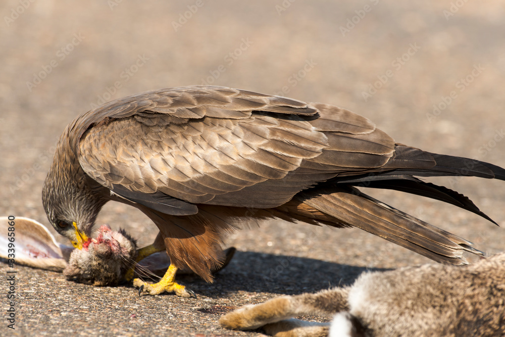 Fototapeta premium Milan noir, .Milvus migrans, Black Kite