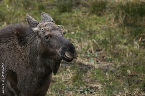 portrait of the brown elk in the forest. Nature reserve. Wildlife