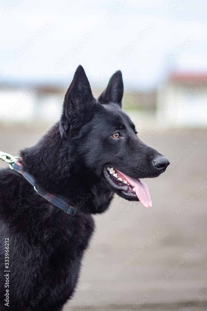 German Black Shepherd on the sandy beatch of Black Sea German Black Shepherd on the sandy beatch of Black Sea