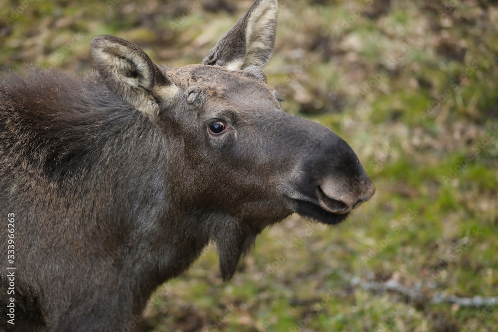 portrait of the brown elk in the forest. Nature reserve. Wildlife portrait of the brown elk in the forest. Nature reserve. Wildlife