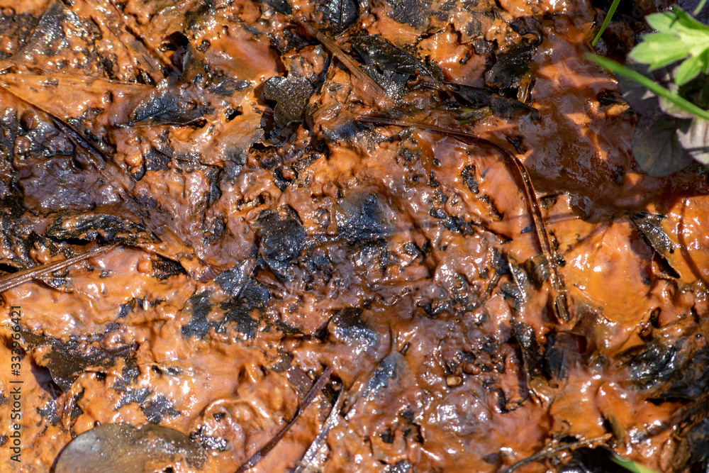 red algae red algae