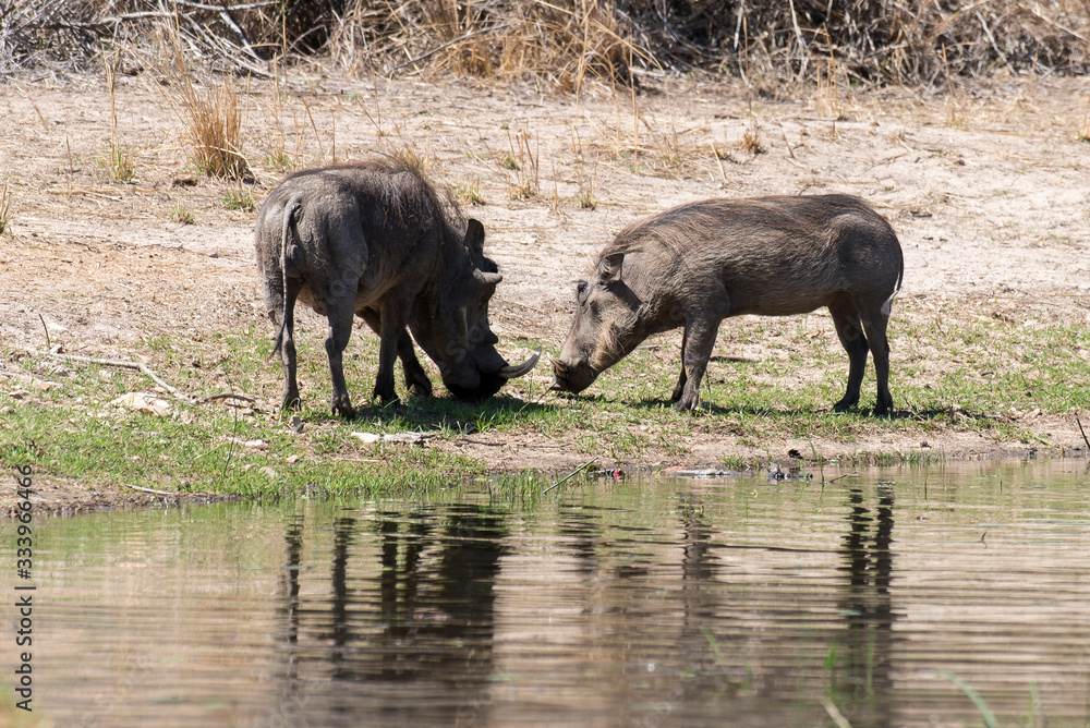 Fototapeta premium Phacochère commun, Phacochoerus africanus, Afrique du Sud
