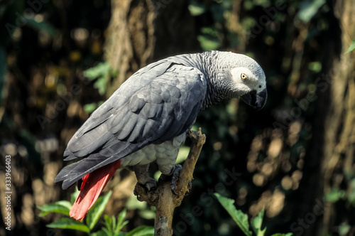 Perroquet jaco, Perroquet gris du Gabon, .Psittacus erithacus, Grey Parrot