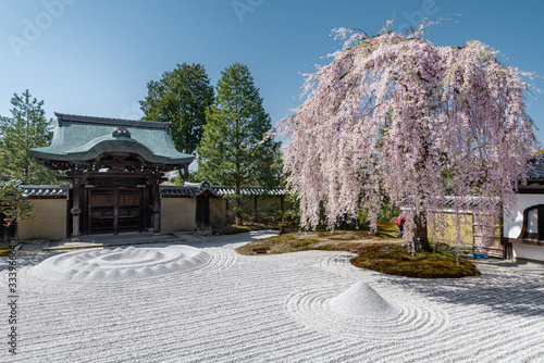 日本 京都 高台寺の桜と春景色