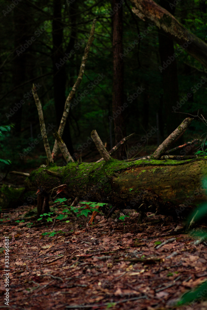 Forest atmosphere. Log on the floor. Forest atmosphere. Log on the floor.