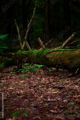 Forest atmosphere. Log on the floor.