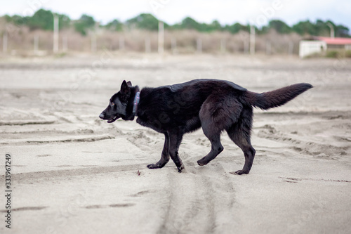 German Black Shepherd on the sandy beatch of Black Sea