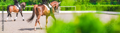 Dressage horses and riders in black uniform. Horizontal banner for website header design. Equestrian sport competition, copy space.