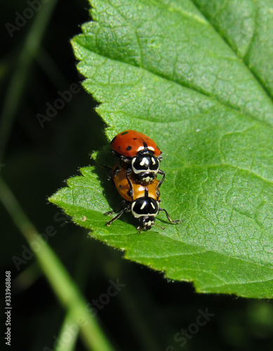 ladybug on flower © JORGE