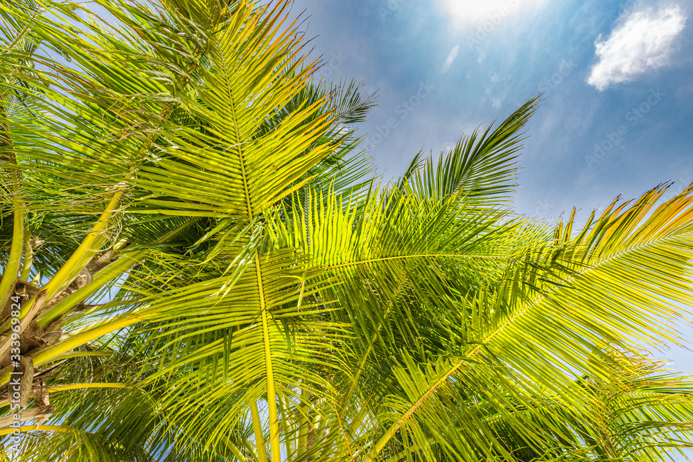Fototapeta premium Fresh green tropical palm swaying gently in breeze trees low angle view.