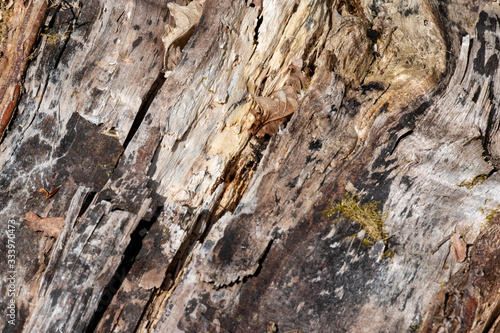 rotten wood