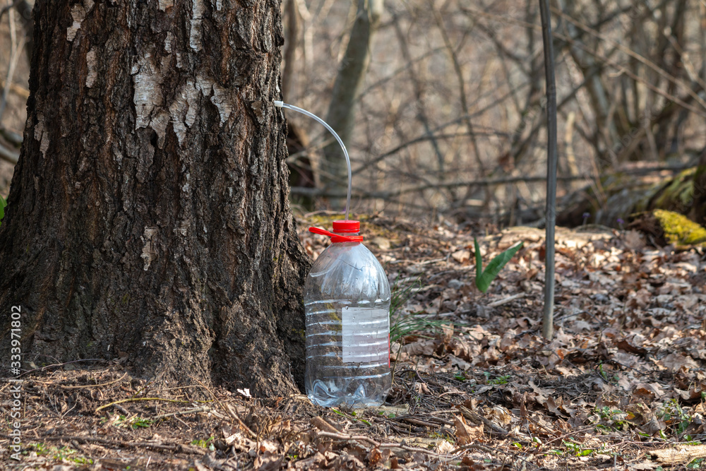Collect birch sap in the spring. The juice flows in a plastic container Healthy drink Collect birch sap in the spring. The juice flows in a plastic container Healthy drink