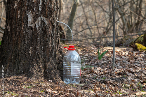 Collect birch sap in the spring. The juice flows in a plastic container Healthy drink